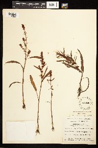 Rumex fueginus image