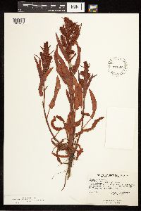 Rumex fueginus image