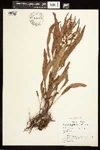 Rumex fueginus image