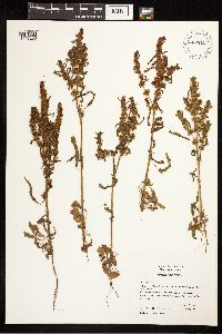 Rumex fueginus image