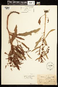 Rumex fueginus image