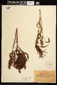 Rumex fueginus image