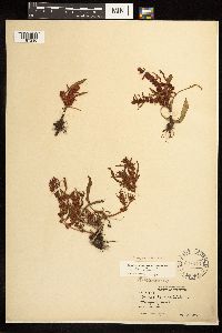 Rumex fueginus image