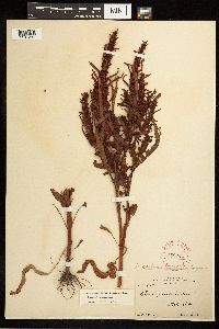 Rumex fueginus image