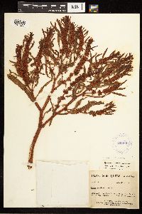 Rumex fueginus image