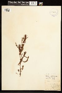 Rumex fueginus image