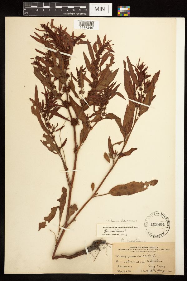 Rumex fueginus image