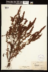 Rumex fueginus image