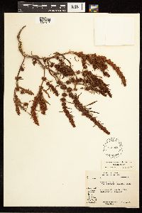 Rumex fueginus image