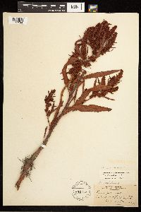 Rumex fueginus image