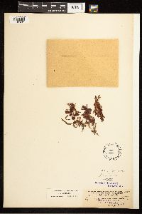 Rumex fueginus image