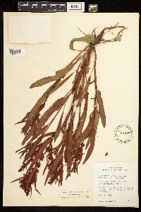 Rumex fueginus image