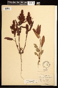 Rumex fueginus image