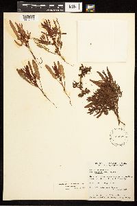 Rumex fueginus image