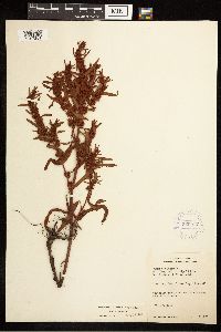 Rumex fueginus image
