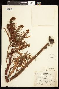 Rumex fueginus image