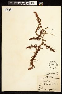 Rumex fueginus image