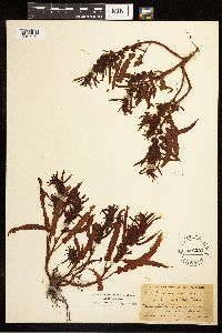 Rumex fueginus image