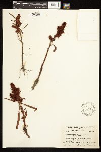 Rumex fueginus image