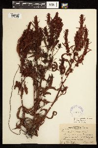 Rumex fueginus image