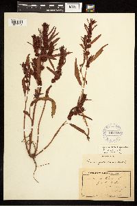Rumex fueginus image