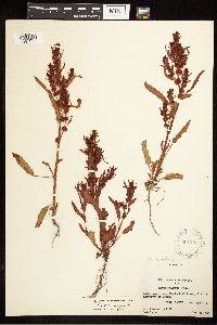 Rumex fueginus image