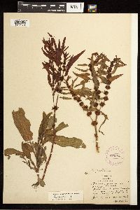 Rumex fueginus image