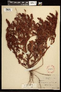 Rumex fueginus image