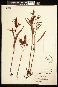 Rumex fueginus image