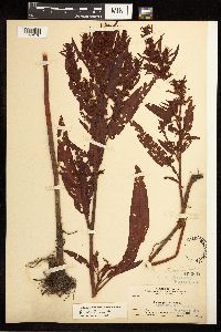 Rumex fueginus image