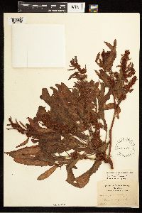 Rumex fueginus image