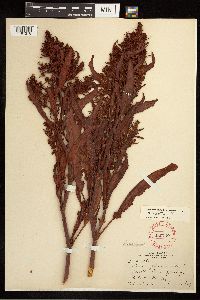 Rumex fueginus image