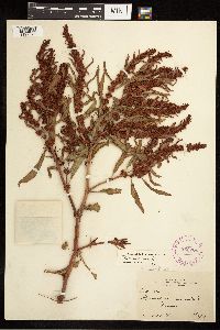 Rumex fueginus image