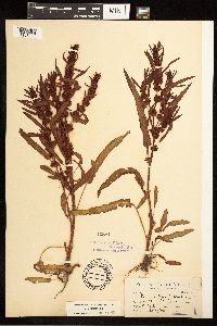 Rumex fueginus image