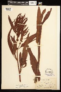 Rumex fueginus image