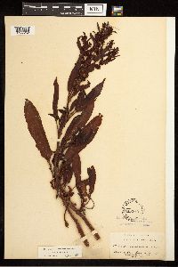 Rumex fueginus image