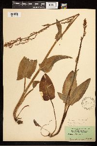Rumex lapponicus image