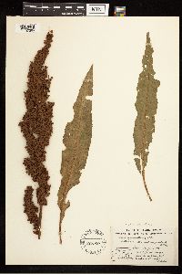 Rumex longifolius image