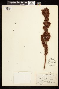 Rumex longifolius image