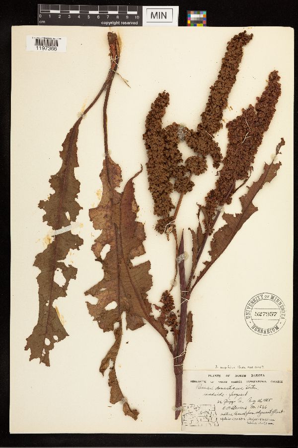 Rumex longifolius image
