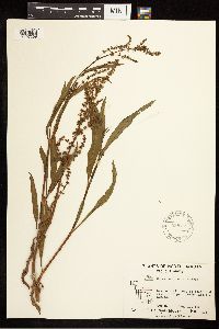 Media resource of Rumex mexicanus