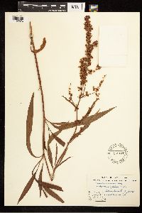 Rumex mexicanus image