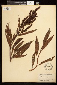 Rumex mexicanus image