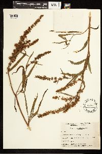 Rumex mexicanus image