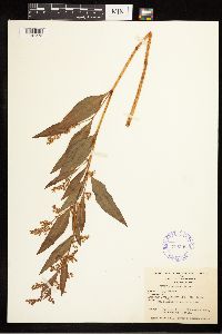 Rumex mexicanus image