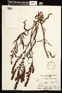 Rumex mexicanus image