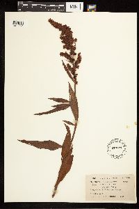 Rumex mexicanus image