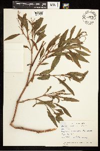 Rumex mexicanus image