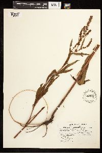 Rumex mexicanus image