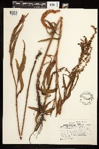 Rumex mexicanus image